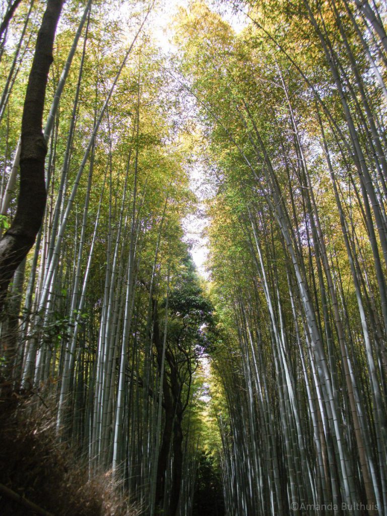 Bamboo Forest Kyoto