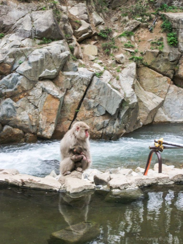 Snow monkey parc Yudanaka