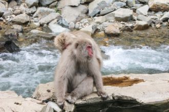 Snow Monkeys Yudanaka