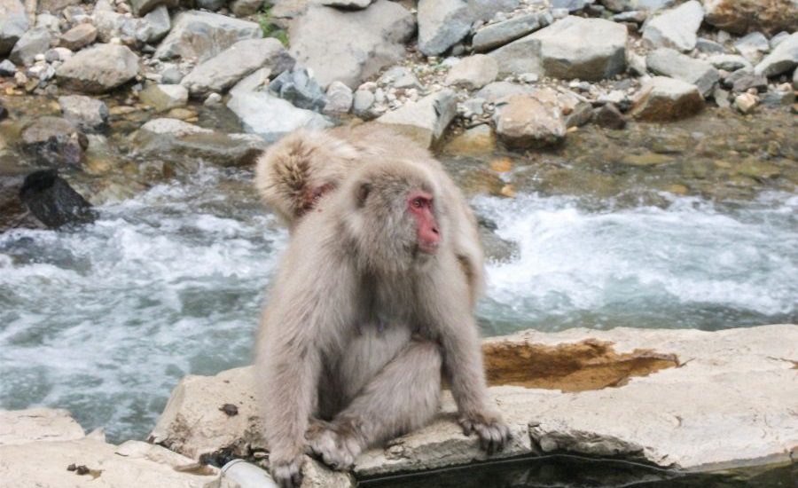 Snow Monkeys Yudanaka