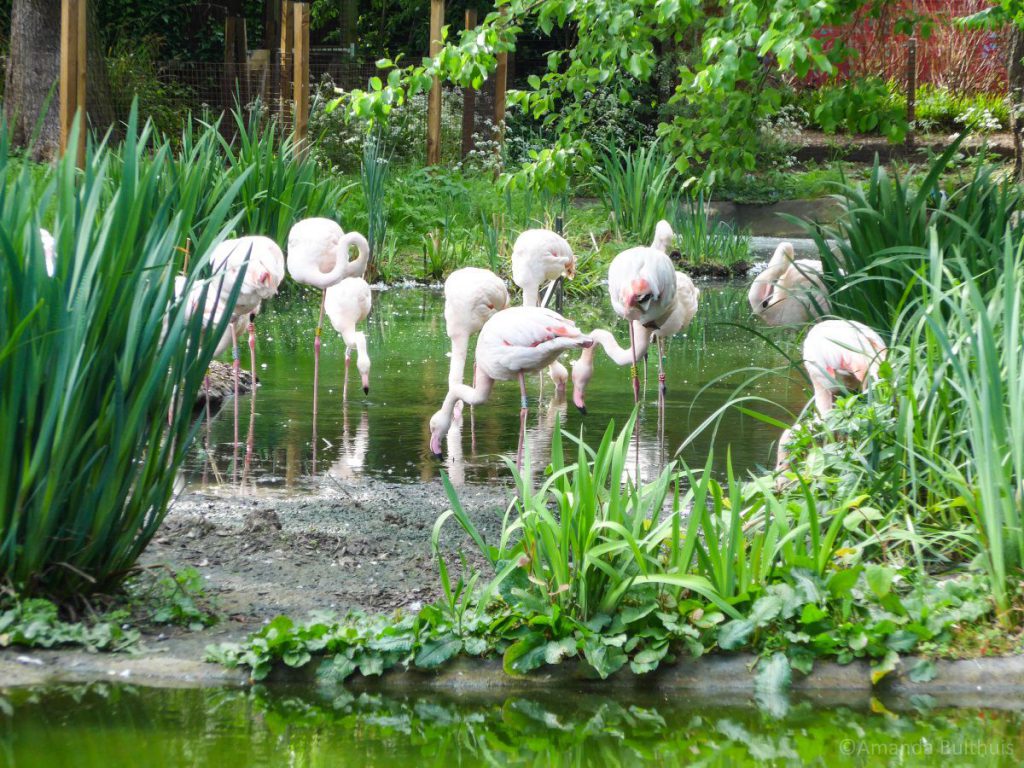 London Zoo Flamingo's