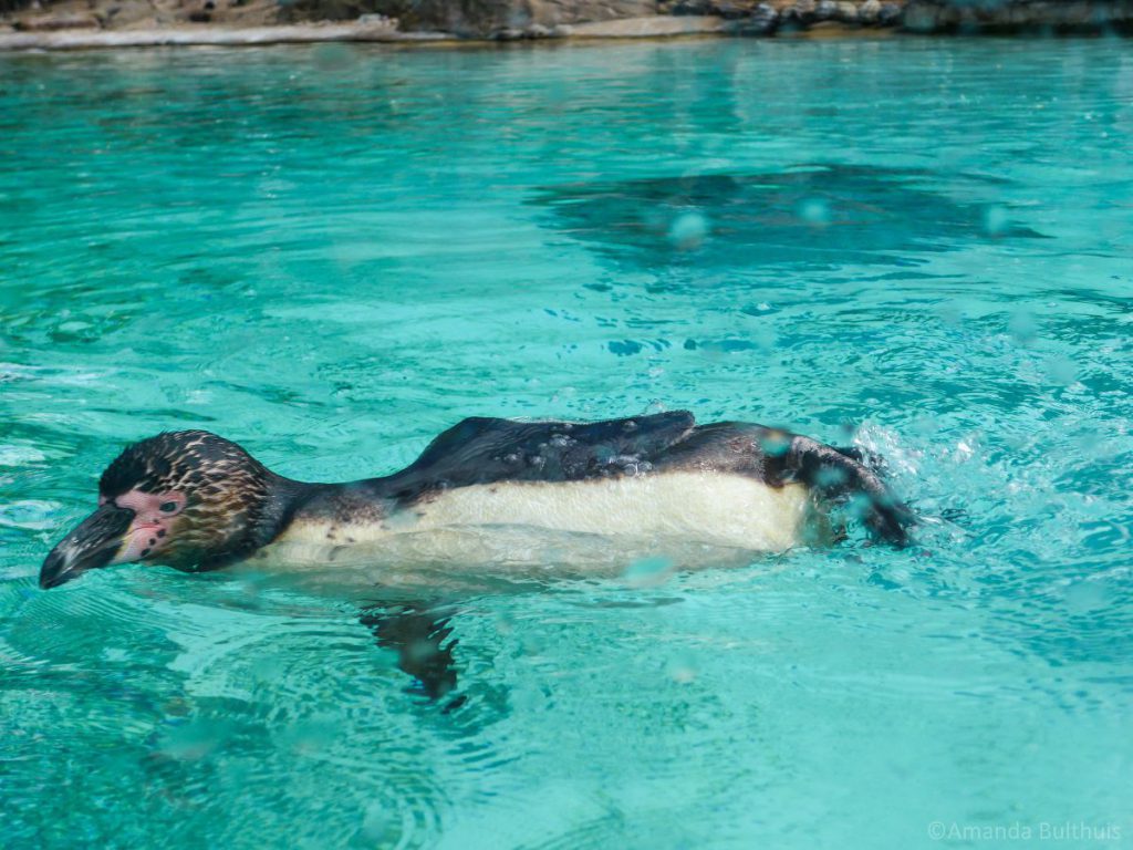 London Zoo Pinguin