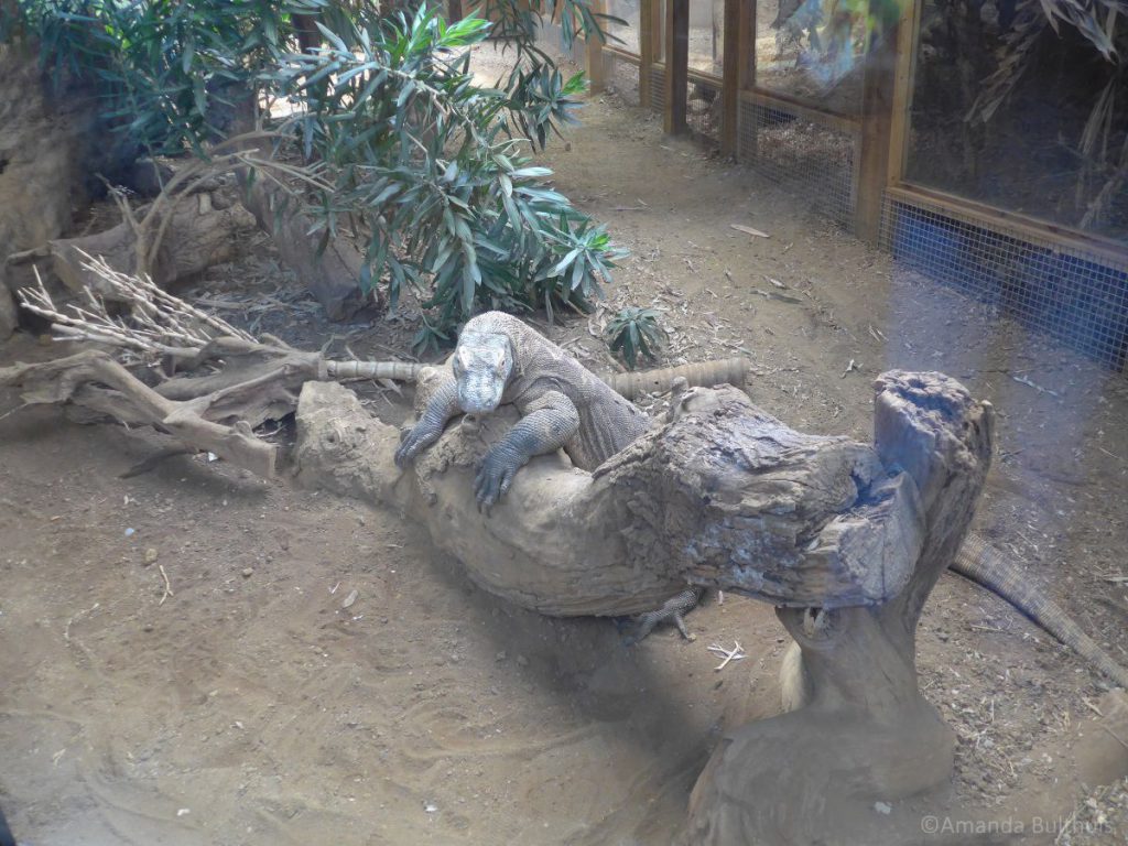 London Zoo Komodoveraan