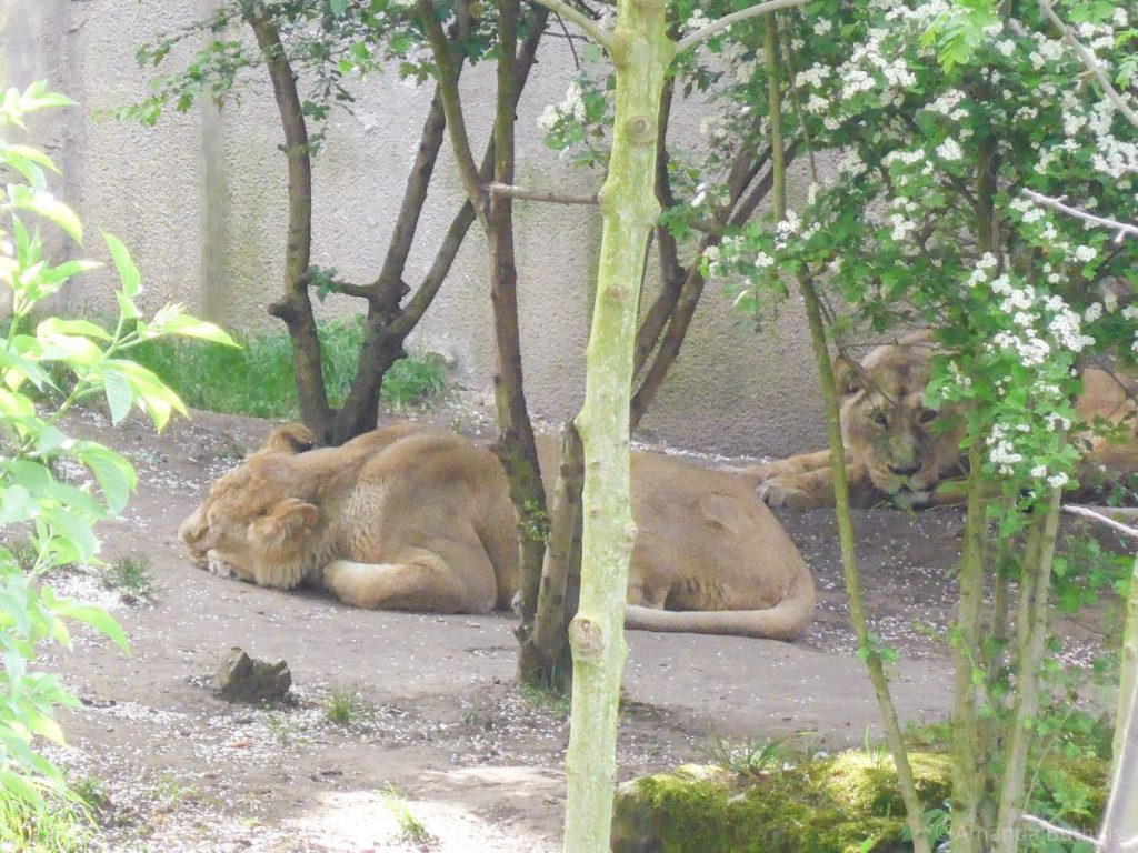 London Zoo Leeuwen