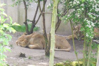 London Zoo Leeuwen