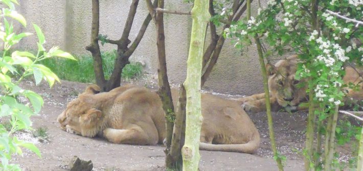 London Zoo Leeuwen