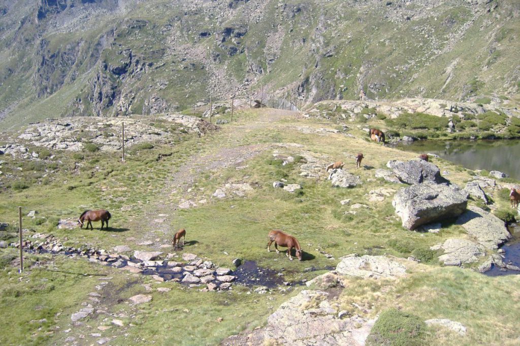 Grazende paarden Andorra