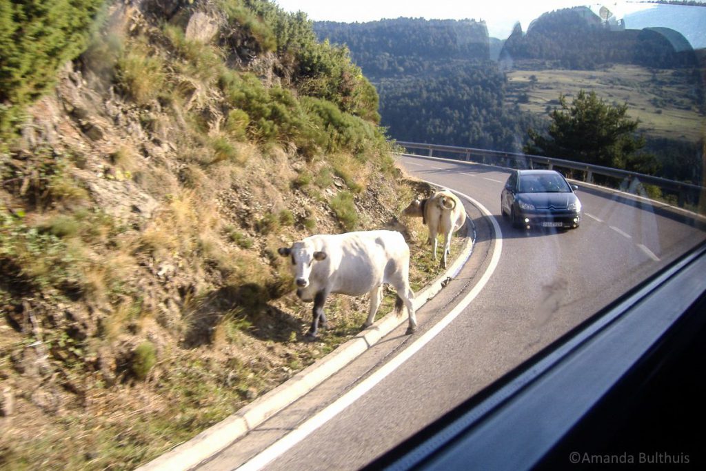 Koeien langs de weg in Andorra