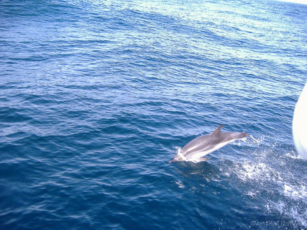 Dolfijnen Spotten, Tarifa
