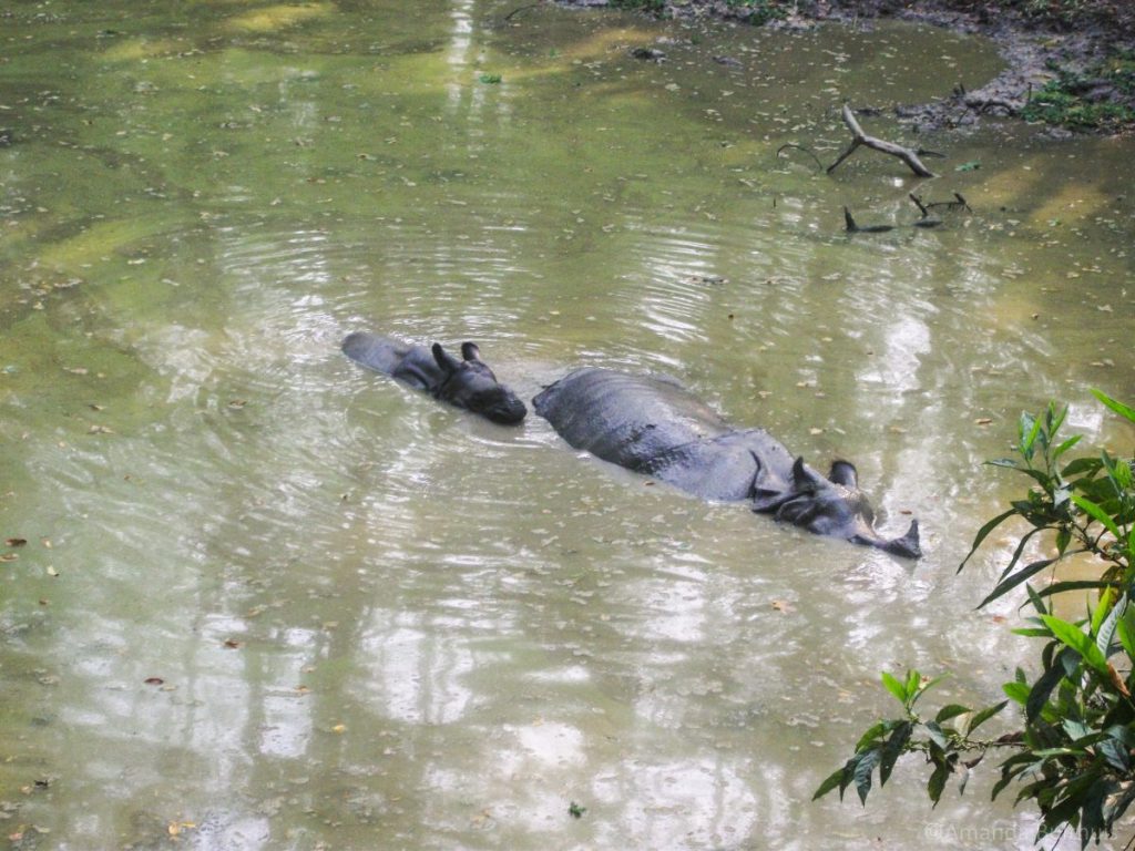 Neushoorn, Chitwan National Parc - Nepal