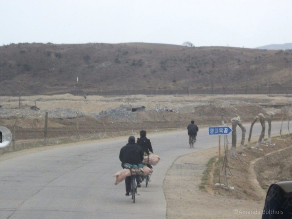 Varkens achterop de fiets