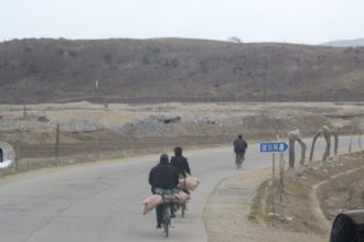 Varkens achterop de fiets